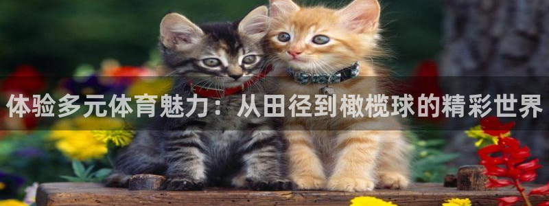 三亿体育：体验多元体育魅力：从田径到橄榄球的精彩世界