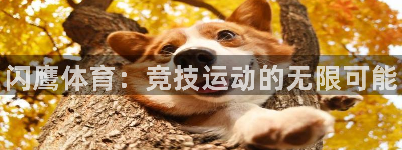 三亿体育登录：闪鹰体育：竞技运动的无限可能